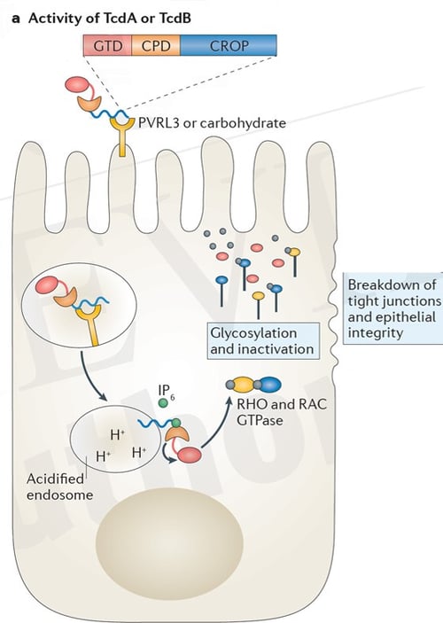 Clostridium-difficile-toxin-action